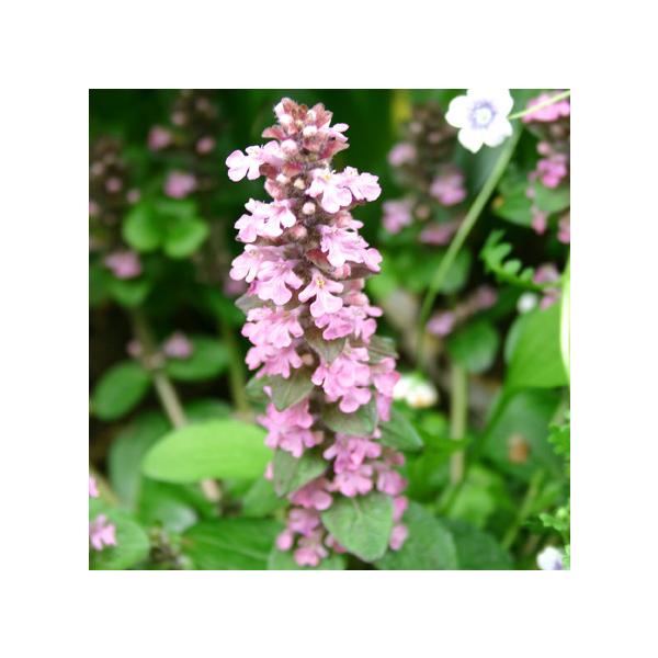 アジュガ 中型鉢植え 紫色の花一鉢分抜き苗。もうすぐたくさん花が咲きますよ❣ アジュガ 中型鉢植え 紫色の花一鉢分抜き苗。もうすぐたくさん花