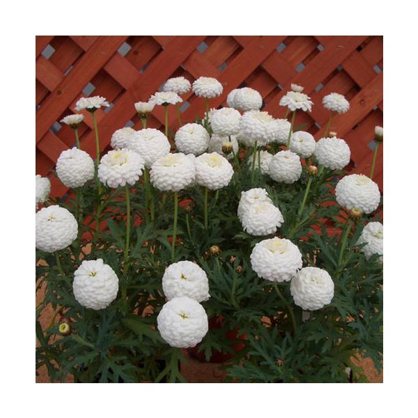 花苗 春 マーガレットマルコロッシ 1鉢3 5号 お届け4月中旬 春苗先行予約 Argyranthemum Frutescens イングリッシュガーデン Buyee Buyee บร การต วกลางจากญ ป น ซ อจากประเทศญ ป น