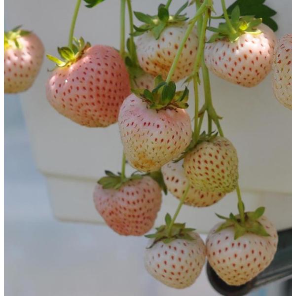 苗 白い苺 フラミンゴ 3号1鉢 果実苗 お届け中 Strawberry イチゴ いちご 苺 白 イチゴ プランター 鉢植え Buyee Buyee Japanese Proxy Service Buy From Japan Bot Online