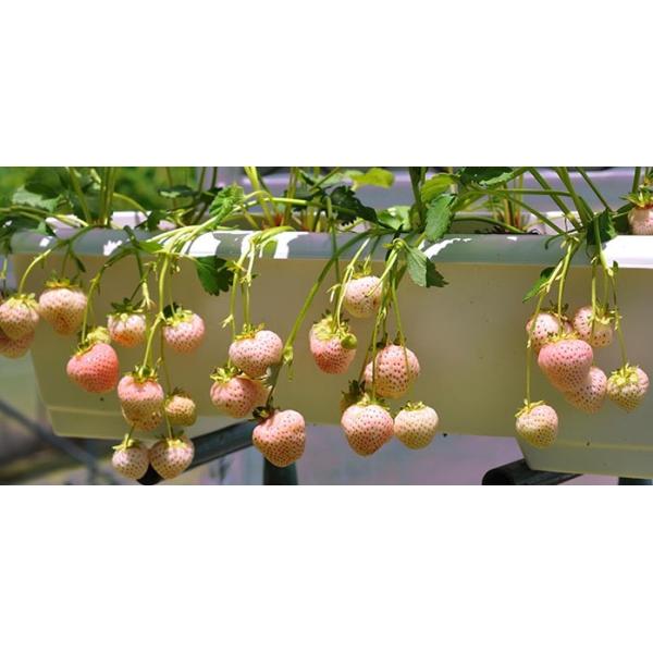 苗 白い苺 フラミンゴ 3号1鉢 果実苗 お届け中 Strawberry イチゴ いちご 苺 白 イチゴ プランター 鉢植え Buyee Buyee Japanese Proxy Service Buy From Japan Bot Online