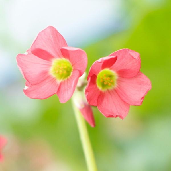 オキザリス アイアンクロス球セット セット 花苗 宿根草 鉢植え 庭植え 寄せ植え ガーデニング 初夏 花が楽しめ 丈夫で育てやすいタイプ 品種指定できま Buyee Buyee Japanese Proxy Service Buy From Japan Bot Online
