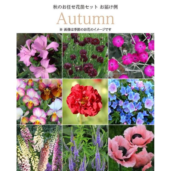 スペシャル8苗 花苗セット 用途にあわせて選べる2タイプ 花苗 苗物 宿根草 1年草 多年草 ガーデニング 花壇 苗 セット フイングリッシュガーデン Buyee Buyee Japanese Proxy Service Buy From Japan Bot Online
