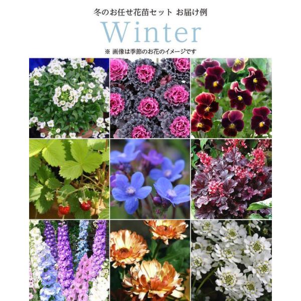 スペシャル8苗 花苗セット 用途にあわせて選べる2タイプ 花苗 苗物 宿根草 1年草 多年草 ガーデニング 花壇 苗 セット フイングリッシュガーデン Buyee Buyee Japanese Proxy Service Buy From Japan Bot Online