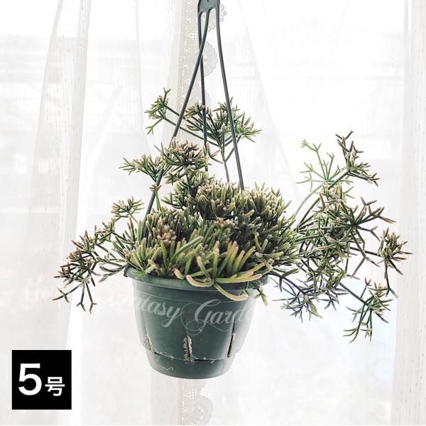 happy-garden_ta-tiy25rhip-pris