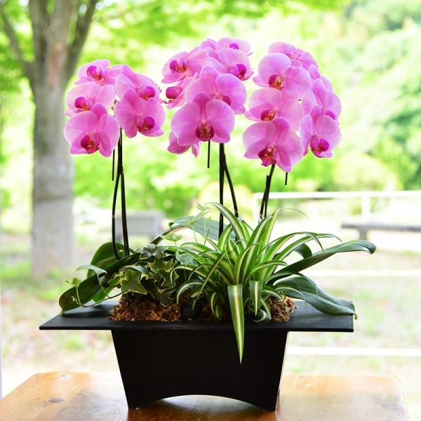 造花(アーティフィシャルフラワー)12立て胡蝶蘭寄せ植え鉢入り 神戸花物語 造花 アーティフィシャルフラワー 賑わい胡蝶蘭 三本