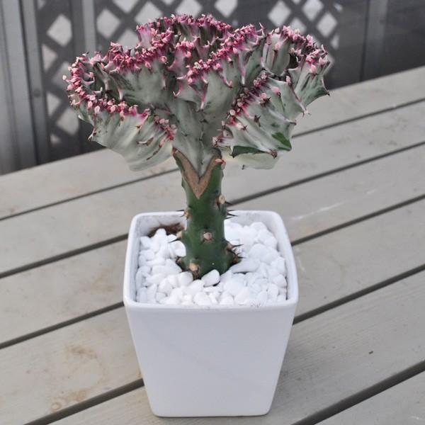 4色からお選びいただけます 希少色もあるので早いもの勝ちです 発送商品の写真配信サービス有 ユーフォルビア ラクテア マハラジャ Buyee Servis Zakupok Tretim Licom Buyee Pokupajte Iz Yaponii