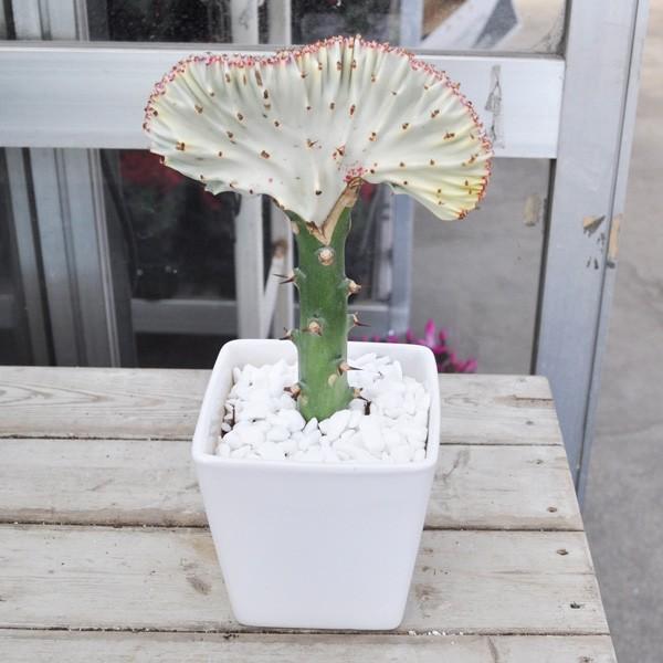 4色からお選びいただけます 希少色もあるので早いもの勝ちです 発送商品の写真配信サービス有 ユーフォルビア ラクテア マハラジャ Buyee Servis Zakupok Tretim Licom Buyee Pokupajte Iz Yaponii