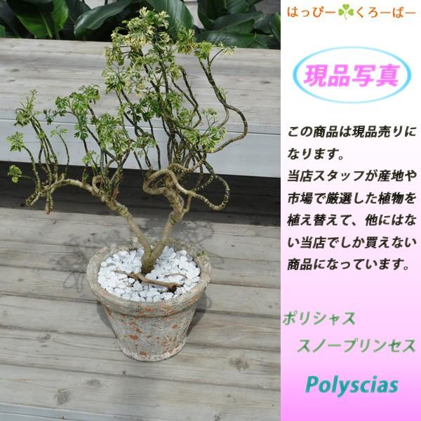 現品 ポリシャス スノープリンセス 陶器プランター Buyee Servis Zakupok Tretim Licom Buyee Pokupajte Iz Yaponii