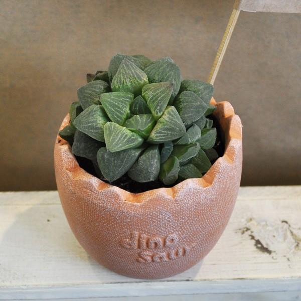 ハオルチア エメリアエ 卵型テラコッタ Buyee Buyee 日本の通販商品 オークションの代理入札 代理購入