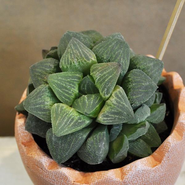 ハオルチア エメリアエ 卵型テラコッタ Buyee Buyee 日本の通販商品 オークションの代理入札 代理購入