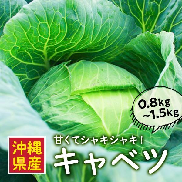 キャベツ 沖縄県産 1玉 0 8kg 1 5kg キャベツチャンプルー そうめんチャンプルー 沖縄ちゃんぽんにもオススメ Ok Ys 005 沖縄ハッピーモア市場 野菜直売所 通販 Yahoo ショッピング