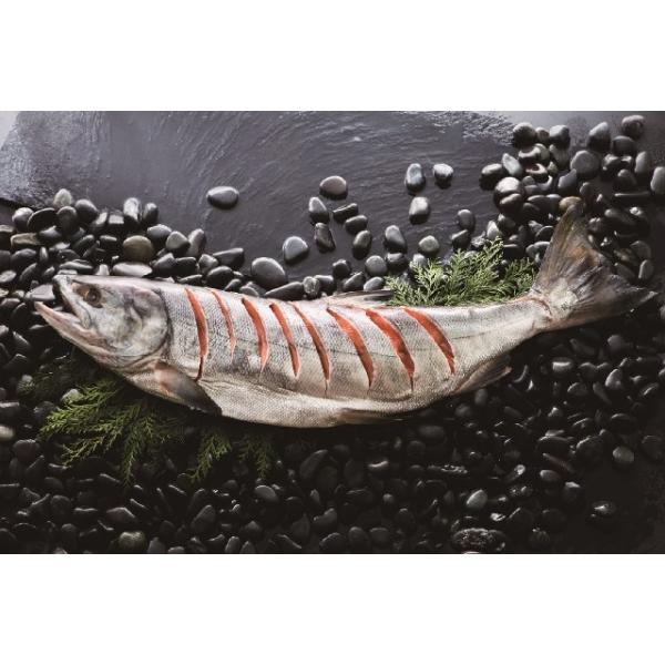 Ε2025 a̎R [J[ A\[g500×3{Mtg(݂1E1E~1) 52-12014 Mtg