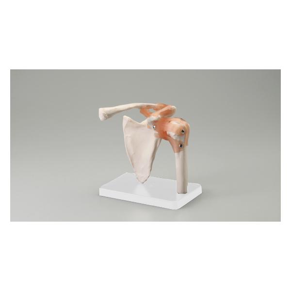 ☆　上腕骨、肩甲骨、鎖骨を含んだ関節モデル。☆　靱帯は伸縮性があり、動かすことが可能。☆　右肩モデルとなります。☆　１８cm×１６cm×２２cm☆　材質：PVCプラスティック製☆　中国製