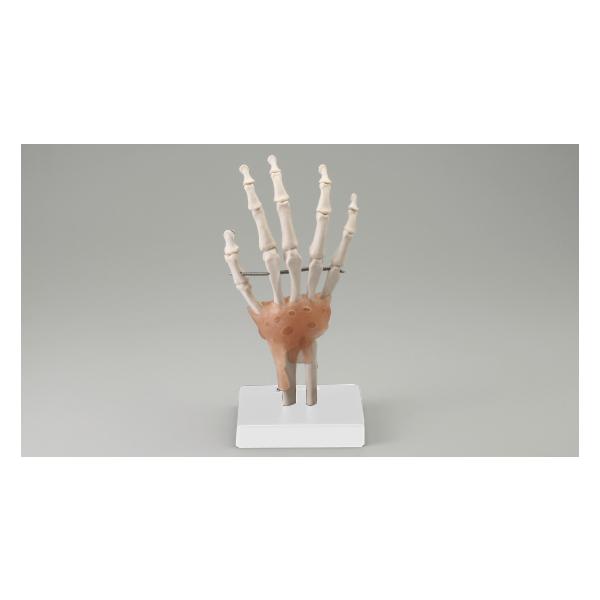 ☆　靱帯付き。☆　指関節はワイヤーでつながれていますが、動かすことが可能。☆　１１cm×１１cm×２５cm☆　材質：PVCプラスティック製☆　中国製