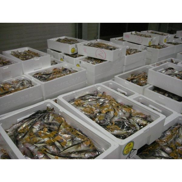 子持ち ハタハタ 1 5kg12 15尾 特大 生冷凍 山形県産 天然 旬 ブリ子 鮮魚 はたはた 鰰 Buyee Buyee 日本の通販商品 オークションの代理入札 代理購入