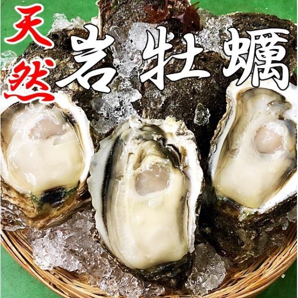 岩牡蠣 天然 日本海産 大5個 1.3〜1.6ｋ 生食用 カラ割り 殻付き 岩がき 岩ガキ お中元 ギフト 贈答 バーベキュー