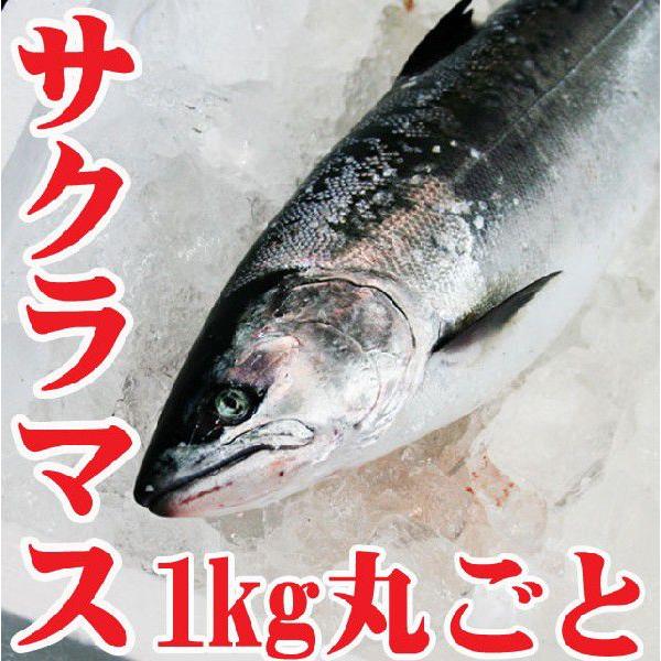 山形県産高級魚 サクラマス 1kg 丸ごと一尾 桜鱒 本鱒 旬の鮮魚 冷蔵 Sakuramasu1kg 長谷川鮮魚 通販 Yahoo ショッピング