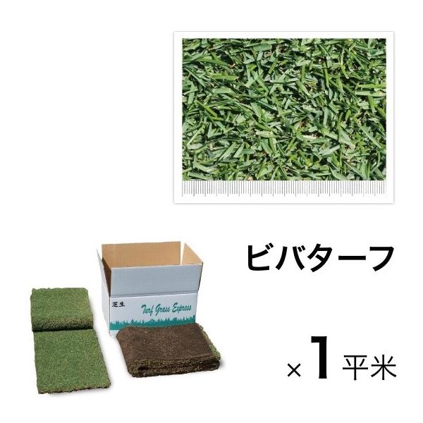 苗 芝生 西洋芝の人気商品 通販 価格比較 価格 Com