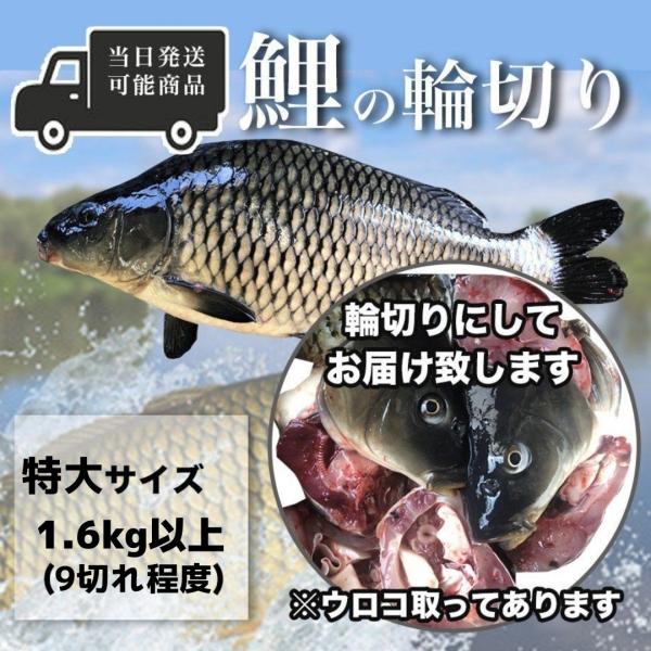 鯉の輪切り特に大きいサイズ一匹分です。活鯉の時点では1.6kg以上の当店取り扱いの中では特大サイズです。特にご要望がなければ1匹あたり8〜9切れとなります。コイの切り方など、選択肢以外のご要望があれば、決済最終画面の「ストアへのご要望欄」に...