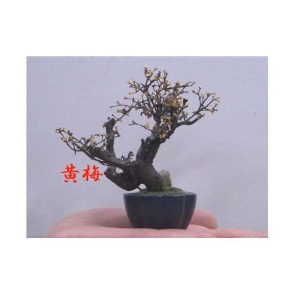 （株）ハーベストン様の商品です。高さ約１０ｃｍの小さなミニ盆栽、フェイクグリーンです。(植物ではありません）生きた本物の盆栽ではありませんが、材料は本物の樹、実、葉を使用しています。中国の職人がひとつひとつ丁寧に作っています。ミニ黄梅盆栽で...