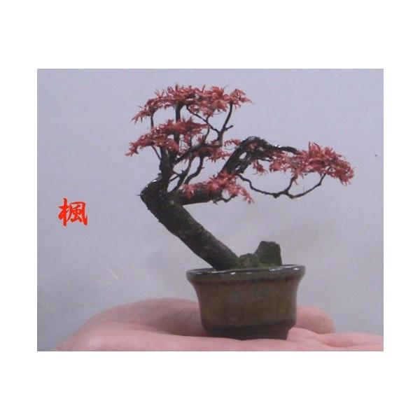 （株）ハーベストン様の商品です。高さ約１０ｃｍの小さなミニ盆栽、フェイクグリーンです。(植物ではありません）生きた本物の盆栽ではありませんが、材料は本物の樹、実、葉を使用しています。中国の職人がひとつひとつ丁寧に作っています。ミニ楓盆栽です...