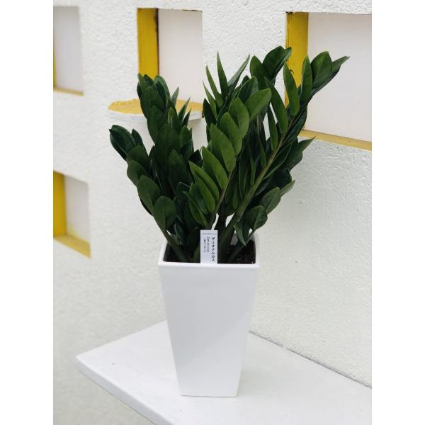 安いザミオクルカスの通販商品を比較 ショッピング情報のオークファン