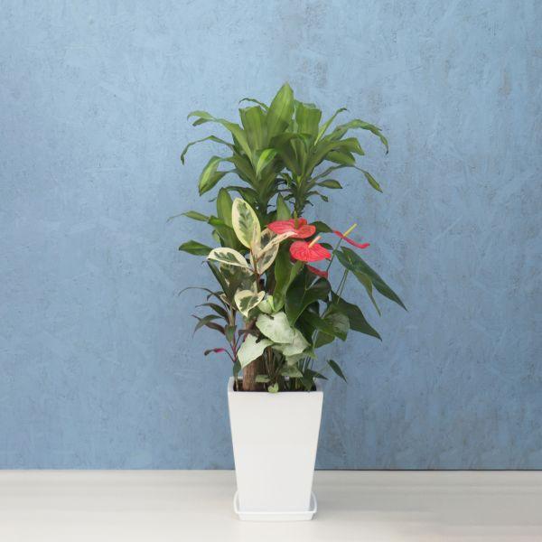 観葉植物 寄せ植え (幸福の木) 尺リン角陶器 白 メーカー直送観葉植物