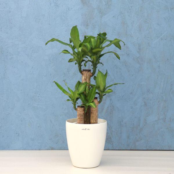 観葉植物 幸福の木 7寸プラスチック (鉢カバー) メーカー直送観葉植物