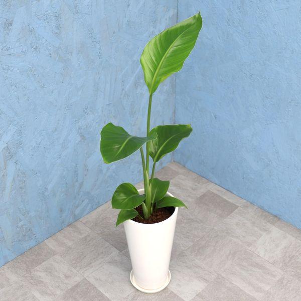 観葉植物 オーガスタ 6寸丸高陶器 白 メーカー直送観葉植物 augu06-007 