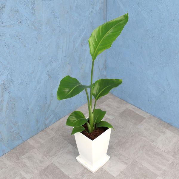 観葉植物 オーガスタ 6寸角プラスチック 白 メーカー直送観葉植物