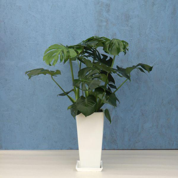 観葉植物 モンステラ 8寸角高陶器 メーカー直送観葉植物 mons08-001