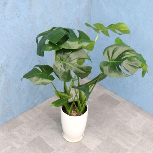 観葉植物 モンステラ 6寸丸陶器 白 メーカー直送観葉植物 mons06-006