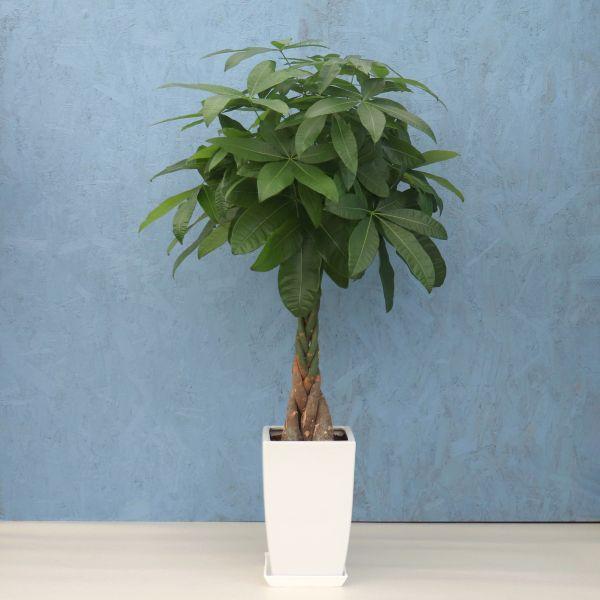 観葉植物 パキラ 8寸角陶器 白 メーカー直送観葉植物 pach08-003