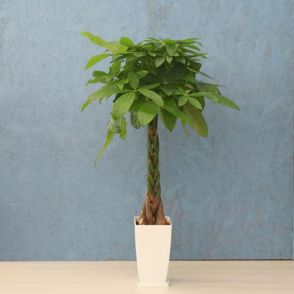 観葉植物 パキラ 8寸角プラスチック メーカー直送観葉植物 pach08-004