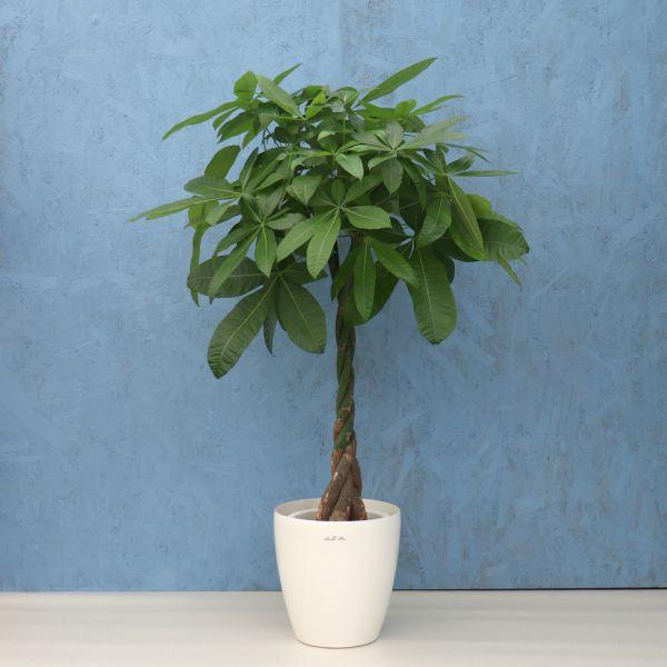 観葉植物 パキラ 8寸プラスチック (鉢カバー) メーカー直送観葉 観葉植物 パキラ 8寸プラスチック (鉢カバー) メーカー直送観葉