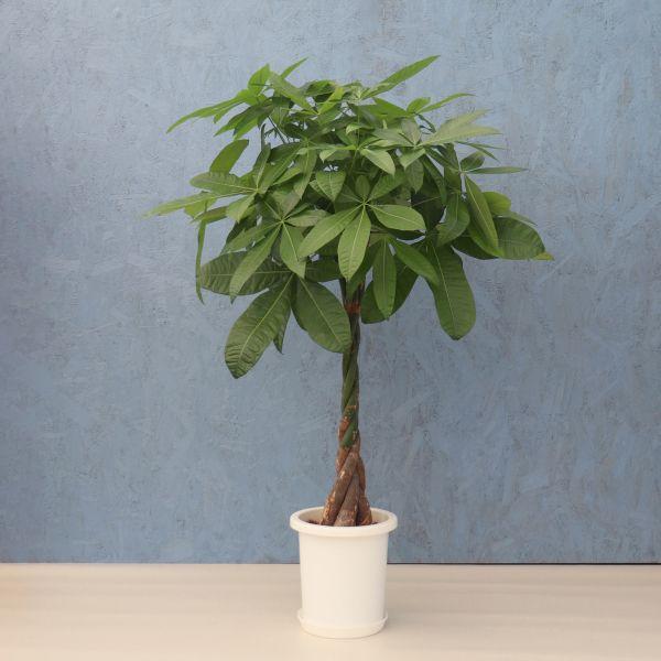 観葉植物 パキラ 8寸プラスチック メーカー直送観葉植物 pach08-006