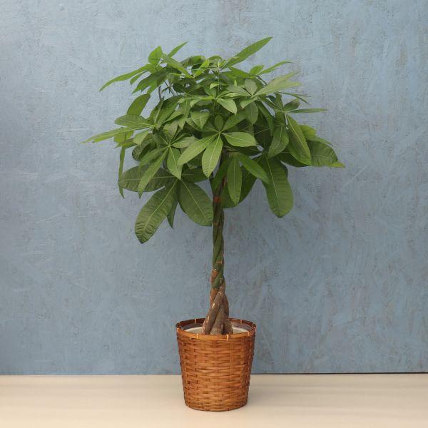 観葉植物 パキラ 8寸プラスチック (竹カゴ) メーカー直送観葉植物
