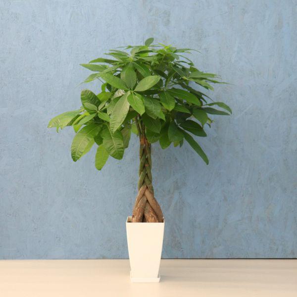 観葉植物 パキラ 7寸角プラスチック メーカー直送観葉植物 pach07-006