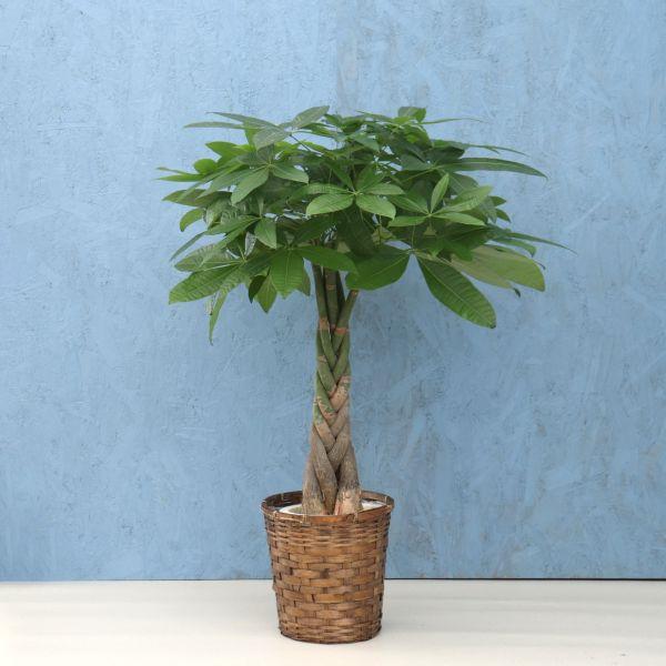 観葉植物 パキラ 7寸プラスチック (竹カゴ) メーカー直送観葉植物