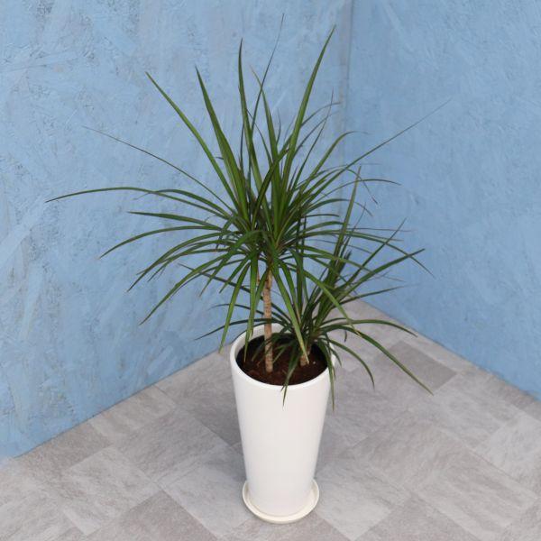 観葉植物 コンシンネ 6寸丸高陶器 白 メーカー直送観葉植物 conc06-007