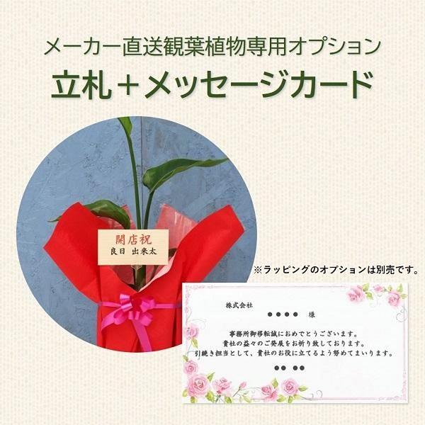 立札＋メッセージ （メーカー直送観葉植物専用オプション） fudacard