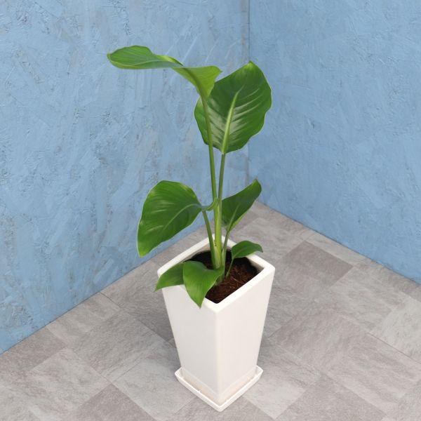 観葉植物 高さ約200cm オーガスタ２株 観葉植物 オーガスタ 6寸角高陶器 鉢の色は選べる2色 白or黒 メーカー