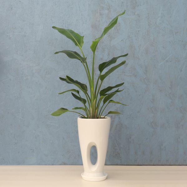 超特大　オーガスタ　白花　幹あがり古木　気根　鉢植え 引取限定】ストレリチア オーガスタ 陶器鉢 キャスター付き 超