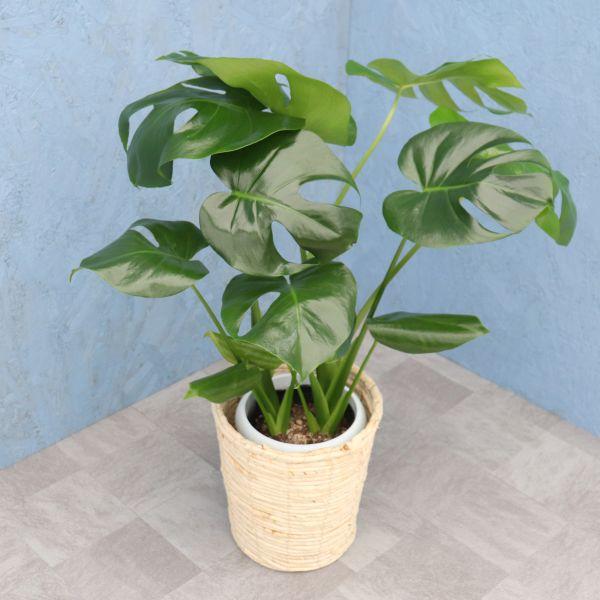 モンステラ　３種セット（6） 観葉植物 モンステラ 6寸カゴ 選べるカゴ4種 白or茶orミックスor竹
