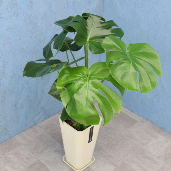 観葉植物 モンステラ 6寸カラーポット 鉢の色は選べる3色 白or赤