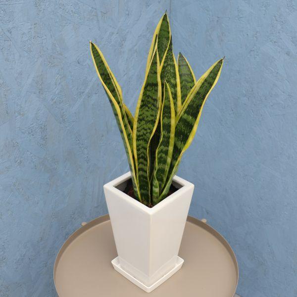 Harmonyサンスベリア5点 観葉植物 サンスベリア 5寸角陶器 鉢の色は選べる3色 白or赤or黒