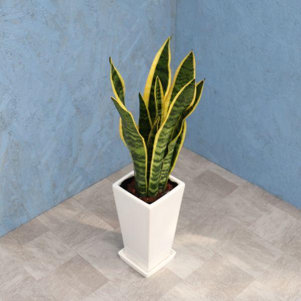 サンスベリア　特大サイズ　美形　観葉植物　ACTUS アクタス サンスベリア 特大サイズ 美形 観葉植物 ACTUS アクタス