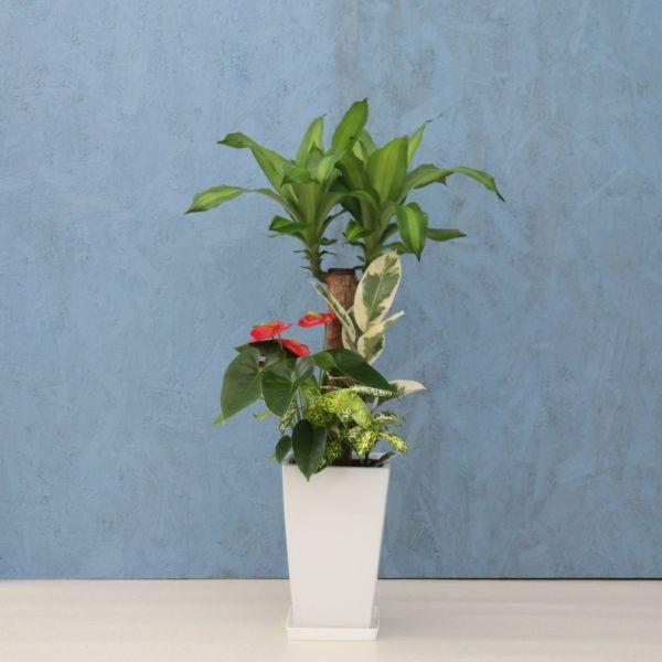 その他観葉植物 yuko Yuko | 今日は比較的過ごしやすい1日でしたね🥰 以前から玄関に