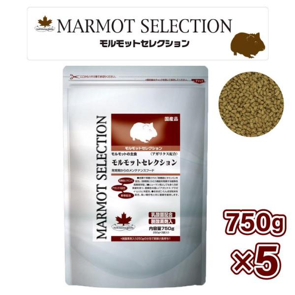 SELECTION [即納在庫品] 【セット販売】イースター モルモット