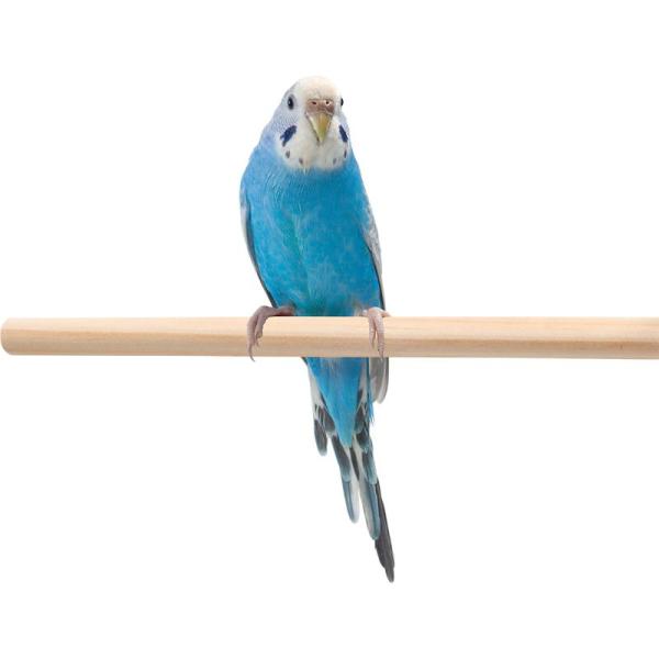 取付ネジで、お好みの場所に取り付けられる小鳥用のとまり木。【原産国】中華人民共和国【原材料】天然木・スチール・シリコン【使用方法】小鳥用のとまり木として【注意事項】天然素材を使用しているため、へこみや節など表面状態の差異がある場合がございます。